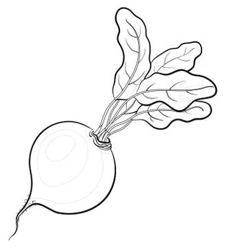 Beet with leaves, contours Stock Illustration