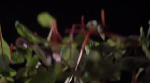 Beet leaves flying up 库存影片 64544462