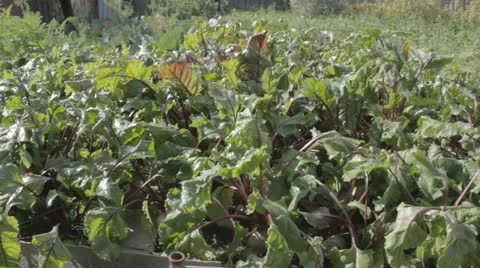 Beet leaves Stock Footage 11895699