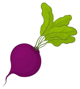 Beet with leaves Stock Illustration