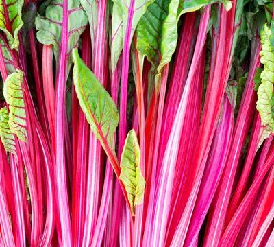 Beet leaves. Leaf beetroot close-up Foto stock