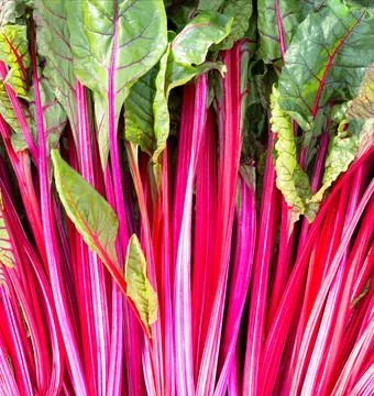 Beet leaves. Leaf beetroot close-up Stock Photos