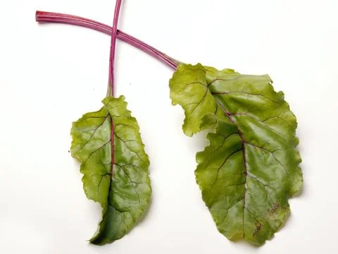 Beet leaves Stock Photos