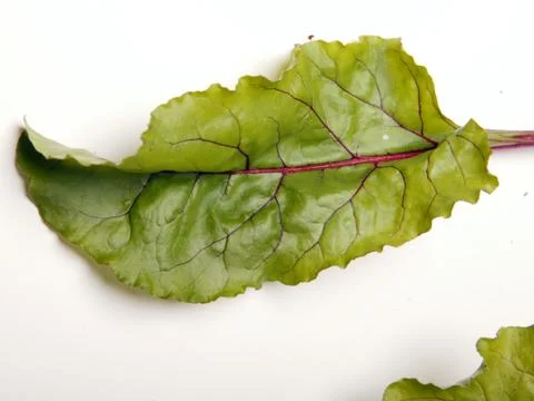 Beet leaves Stock Photos