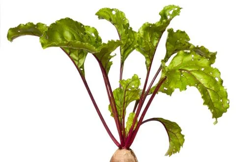Beet leaves Stock Photos