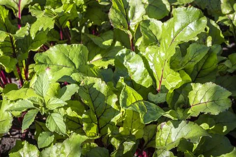 Beet leaves Stock Photos