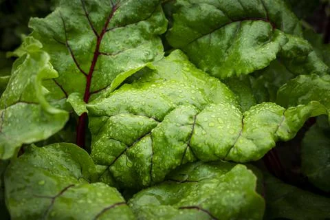 Beet leaves 스톡 사진