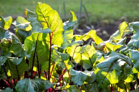 Beet leaves in the rays of the setting sun on the garden Stock Photos