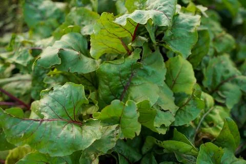 Beet leaves with red stems. Beets in the garden. Beet leafs mangold. Sugar be Foto stock