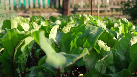 Beet leaves swaying in the wind in the summer in the garden. Against the backgro Stock Footage 155980945