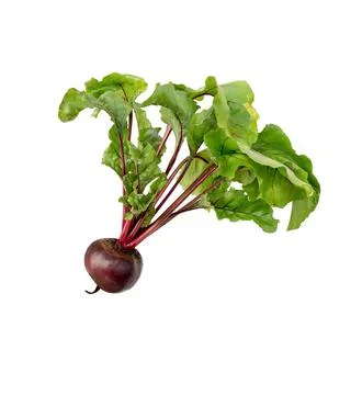 Beet with leaves on white background. 스톡 사진