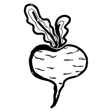 Beet. Line art, doodle, texture outline. Hand drawing. Vector element. Stock Illustration
