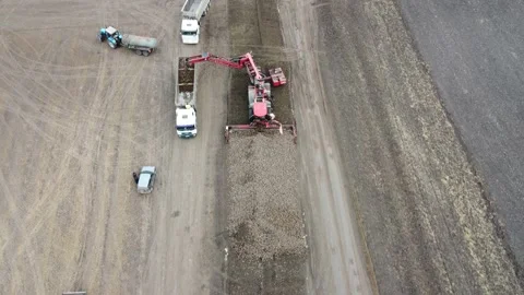 The beet loader picks up the beets and loads them on the truck Stock Footage 163932260