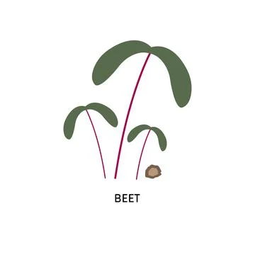 Beet microgreens and seed Illustrazione stock