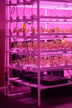 Beet microgreens growing hydroponically without soil under LED grow lights Stock Photos