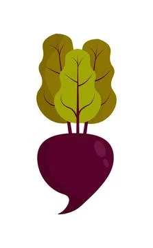Beet or beetroot vegetable with leaves.Flat design. Stock Illustration