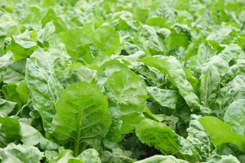 Beet Stock Photos