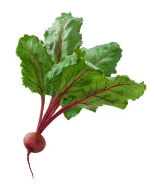 Beet Stock Photos
