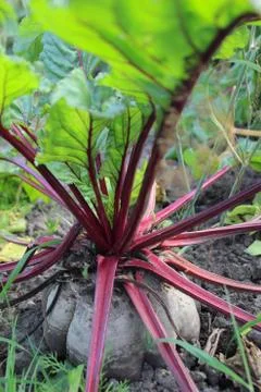 Beet Stock Photos
