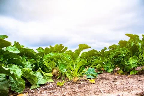 Beet Stock Photos