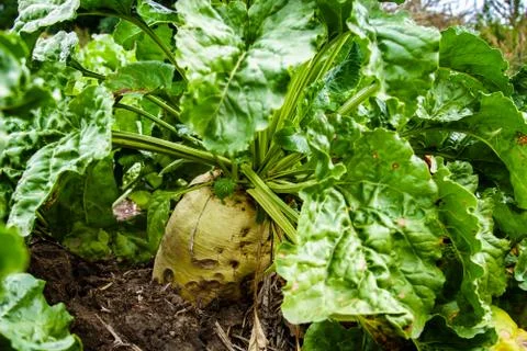 Beet Stock Photos