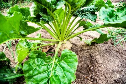Beet Stock Photos
