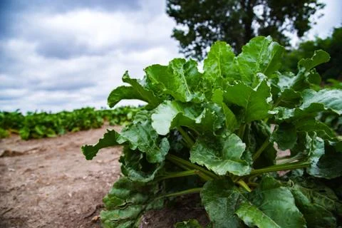 Beet Stock Photos