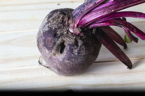 Beet Stock Photos