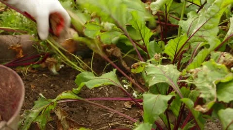 Beet Picking Stock Footage 22277969