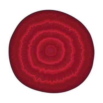 Beet Pith Circle Isolated On White Background Vector Element Stock Illustration