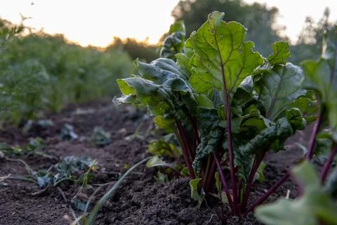 The beet plant grows in the soil Stock Photos