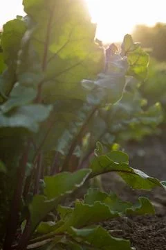 The beet plant grows in the soil Stock Photos