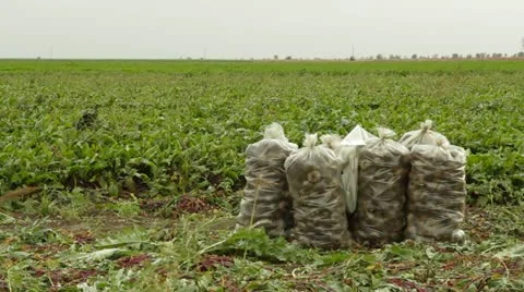 Beet Plantation 库存影片 22279167
