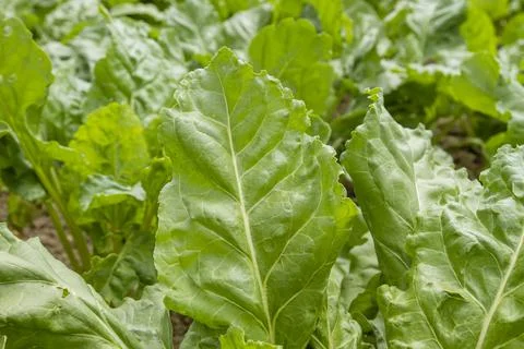 Beet plants Stock Photos