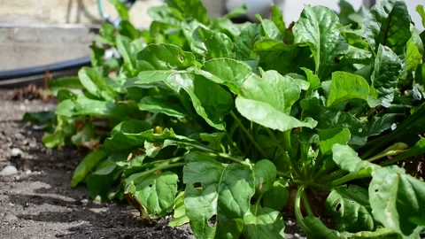 Beet plants in the wind Stock Footage 171248802