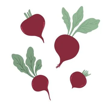 Beet. Red beetroot with leaves whole isolated Stock Illustration