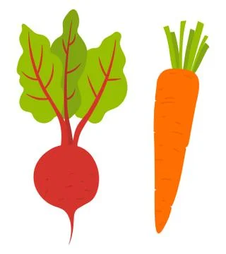 Beet Root and Carrot Vegetables. Vector Veggies Stock Illustration