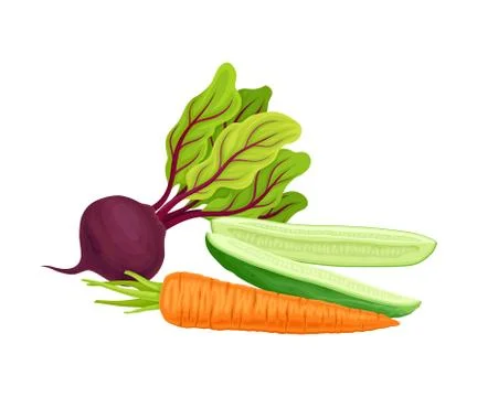 Beet-root and Cucumber Cut into Halves Isolated on White Background Vector Stock Illustration