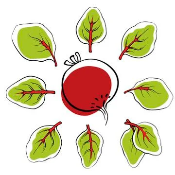 Beet root and leaves. Hand drawn vector vegetable icons Stock Illustration