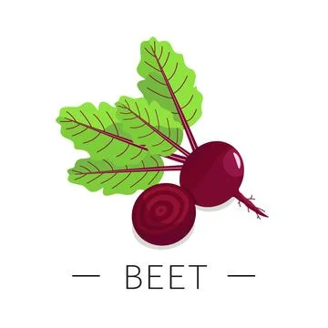 Beet root, half of beet roots, red beets with green leaves Stock Illustration