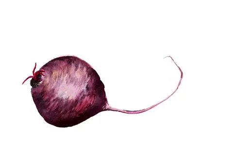 Beet root Stock Illustration