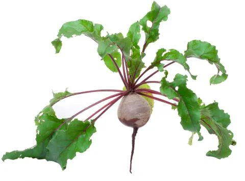 Beet root Stock Photos