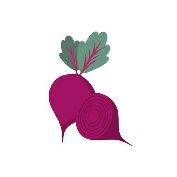 Beet root, two full and half beet roots, red beet Stock Illustration