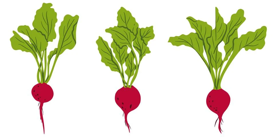 Beet Root Vegetable Set Flat Vector Illustration Stock Illustration