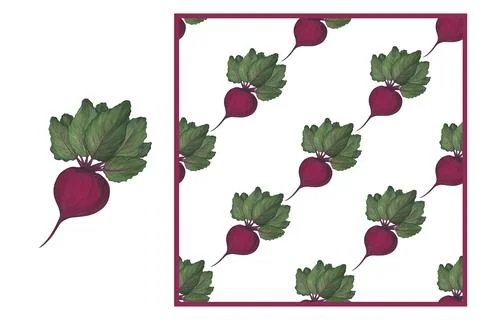 Beet root vegetable on white background and seamless pattern. Botanical set. Stock Illustration