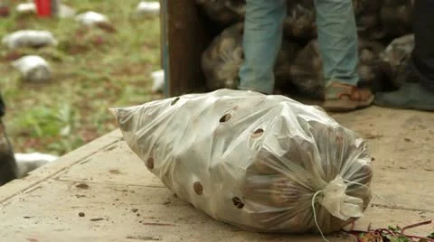 Beet Sacks Loading Stock-Footage 22279040