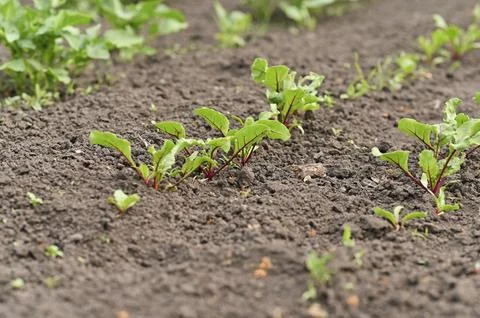 Beet seedlings are grown in rows in the garden Stock Photos