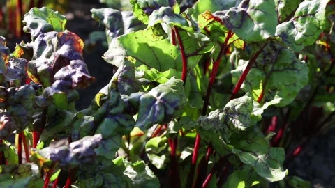 Beet seedlings on a bed in the garden. Stock Footage 134778168
