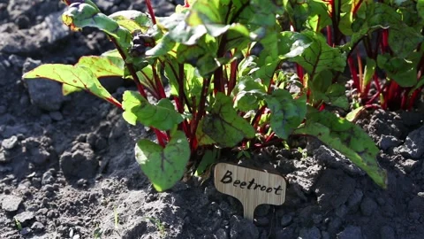 Beet seedlings on a bed in the garden. Stock Footage 134778211