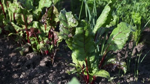 Beet seedlings on a bed in the garden.Ground beet shoots red purple stems. Stock Footage 134778325